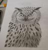 Stage dessin, l’art du dessin animalier - suite