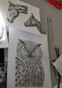 Stage dessin, l’art du dessin animalier - suite