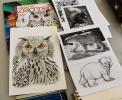 Stage dessin, lâ€™art du dessin animalier - suite